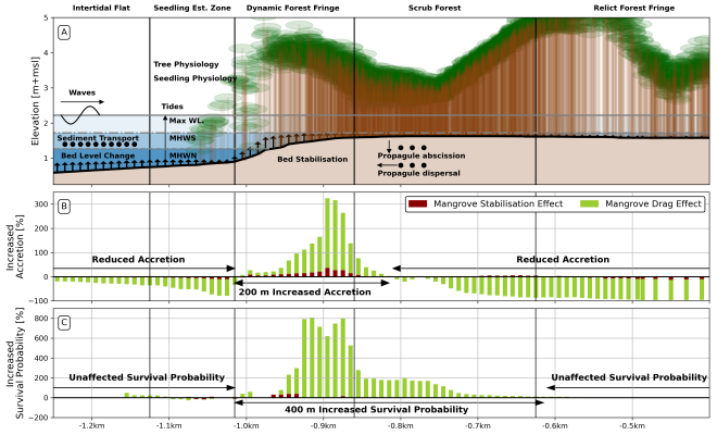 Figure 1: (A) Mangrove ecosystem engineering effects on sediment accretion and seedling survival probability in the Firth of Thames at an annual scale. (B) Effects of mangrove bed stabilization and drag on vertical sediment accretion and (C) seedling survival probability are presented relative to simulation results for the same initial and boundary conditions but without mangrove tree effects.