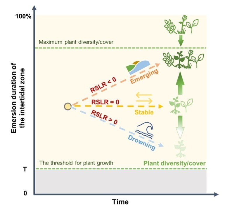 Conceptual diagram of main drivers to change the emergence of the local area of the intertidal zone and its ecological consequences (Feng et al., 2025).